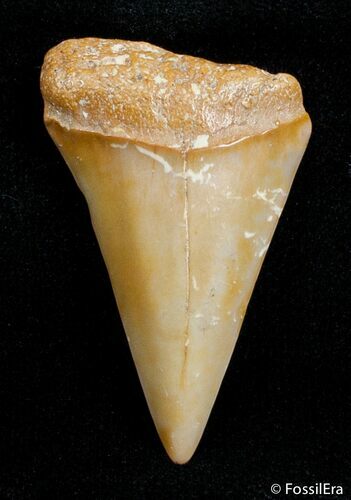 / Inch Fossil Mako Tooth - Western Sahara Desert #2842